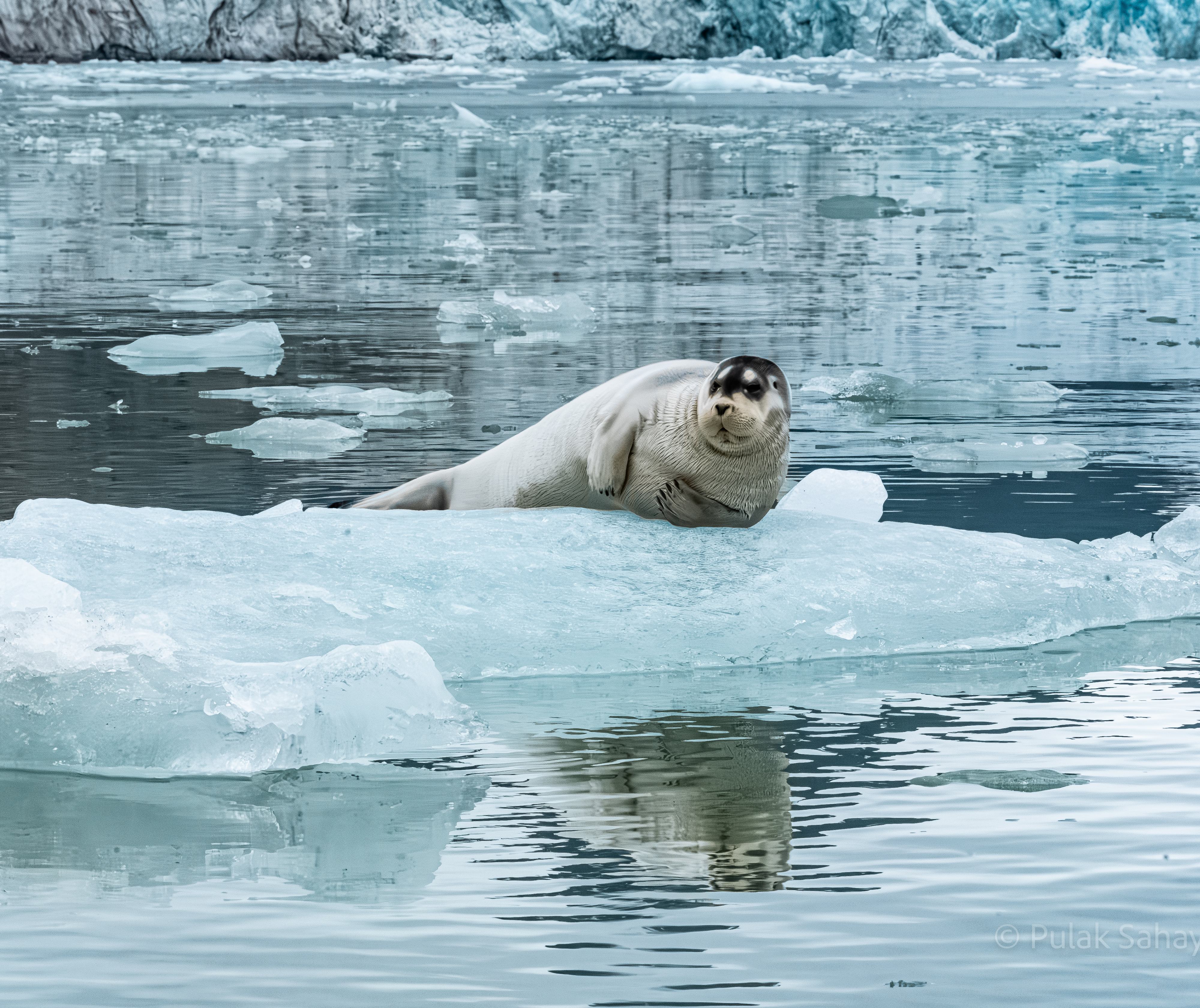 Seal reflection on glacier